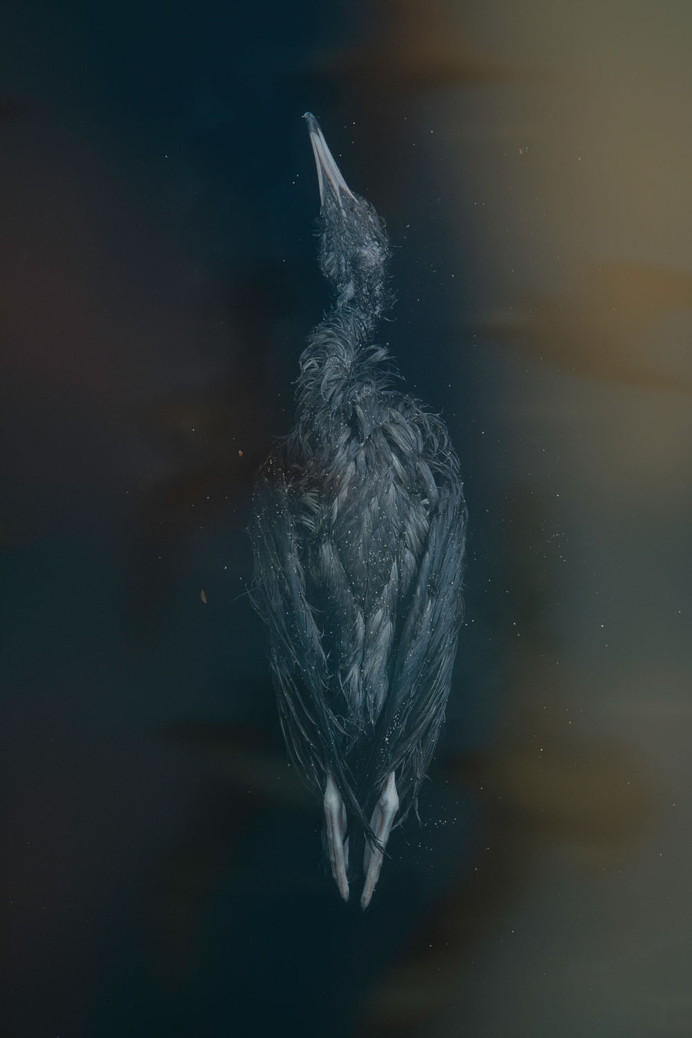 Still Soar. By Mandy Barker.