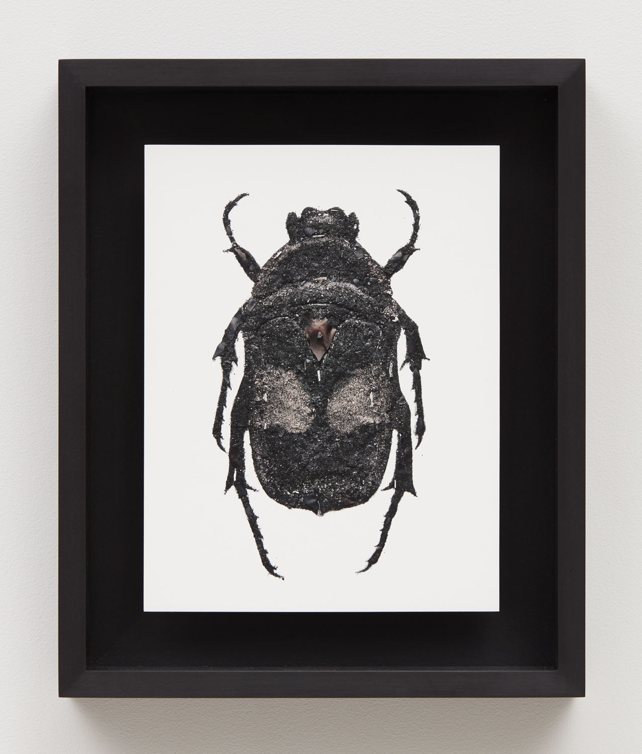 Beetle. Archival inkjet print, 10.5 × 8 in.