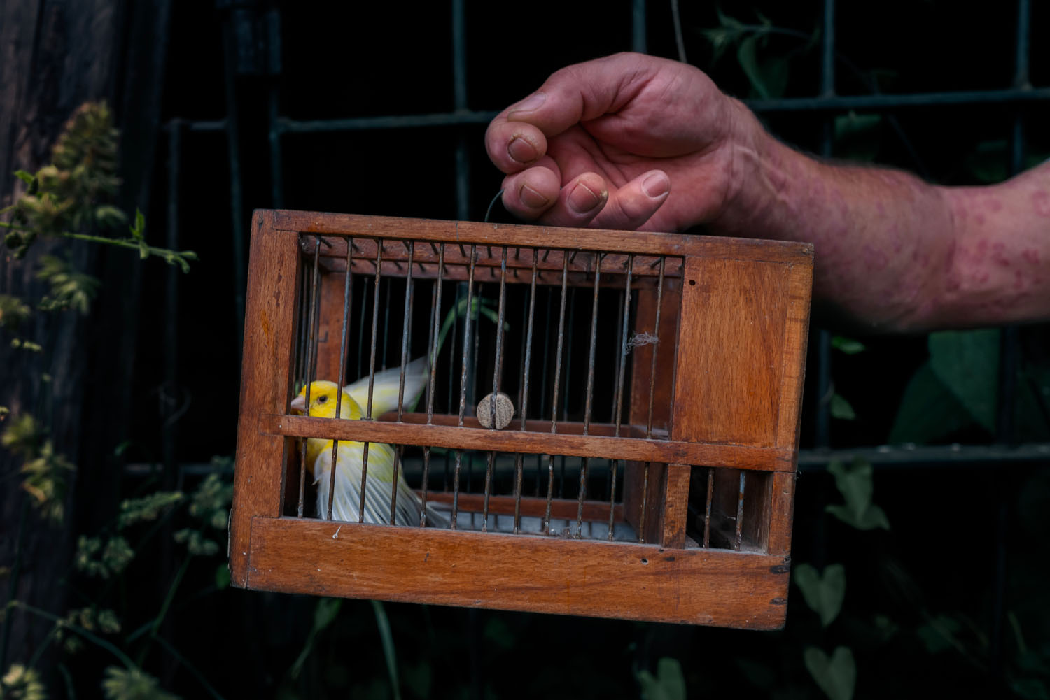 a white and yellow canary being carried in a small wooden cage