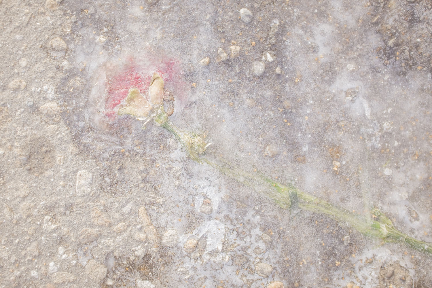 Flower pressed into ground