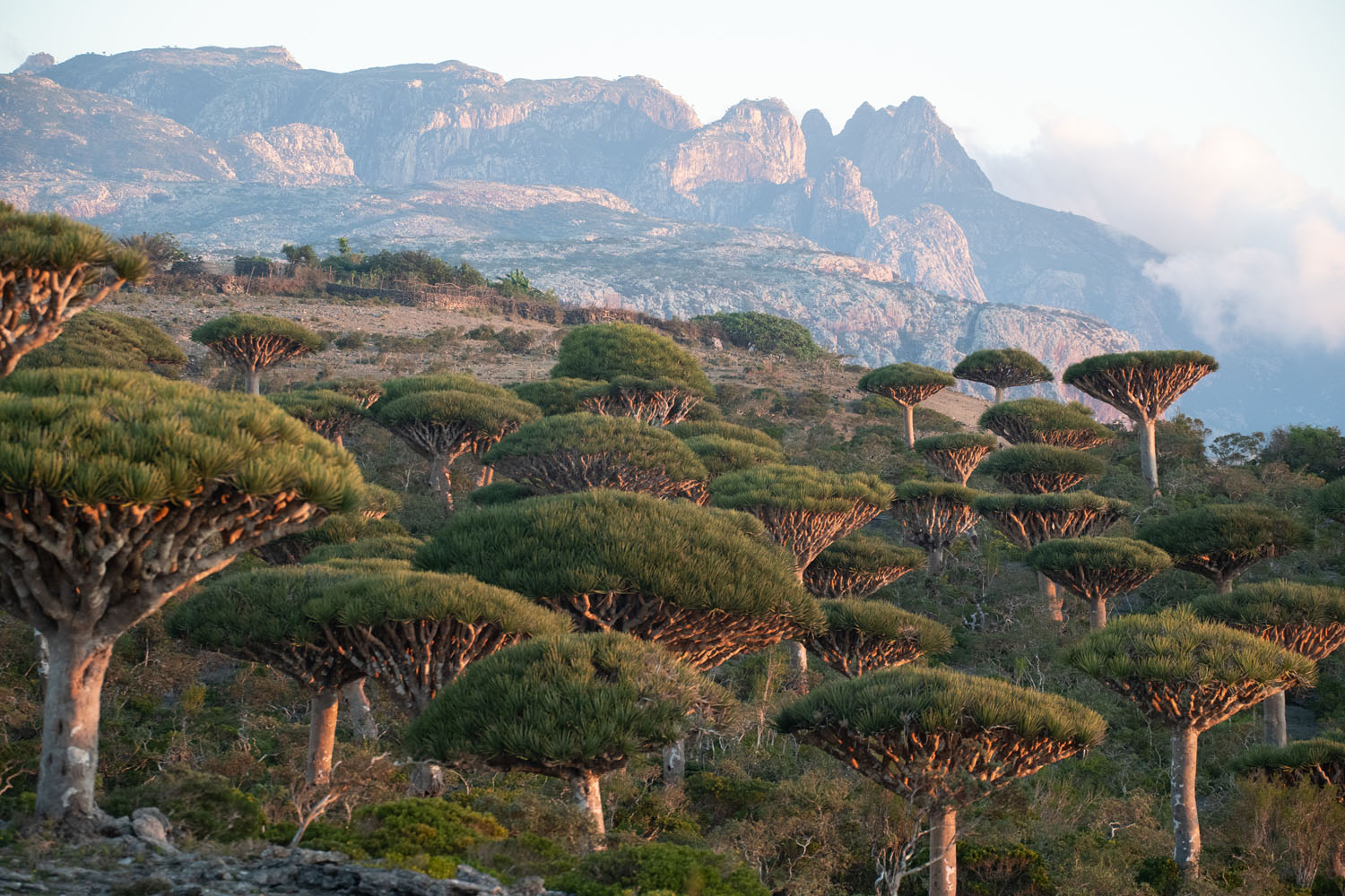 Tree tops with mountains in the distance.