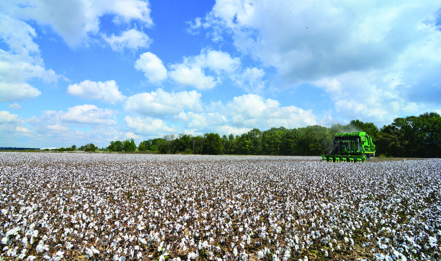 A giant cotton picker in one of the fields of farmers Heath and Keath Killebrew, west of Yazoo City, MS, early October 2013. 