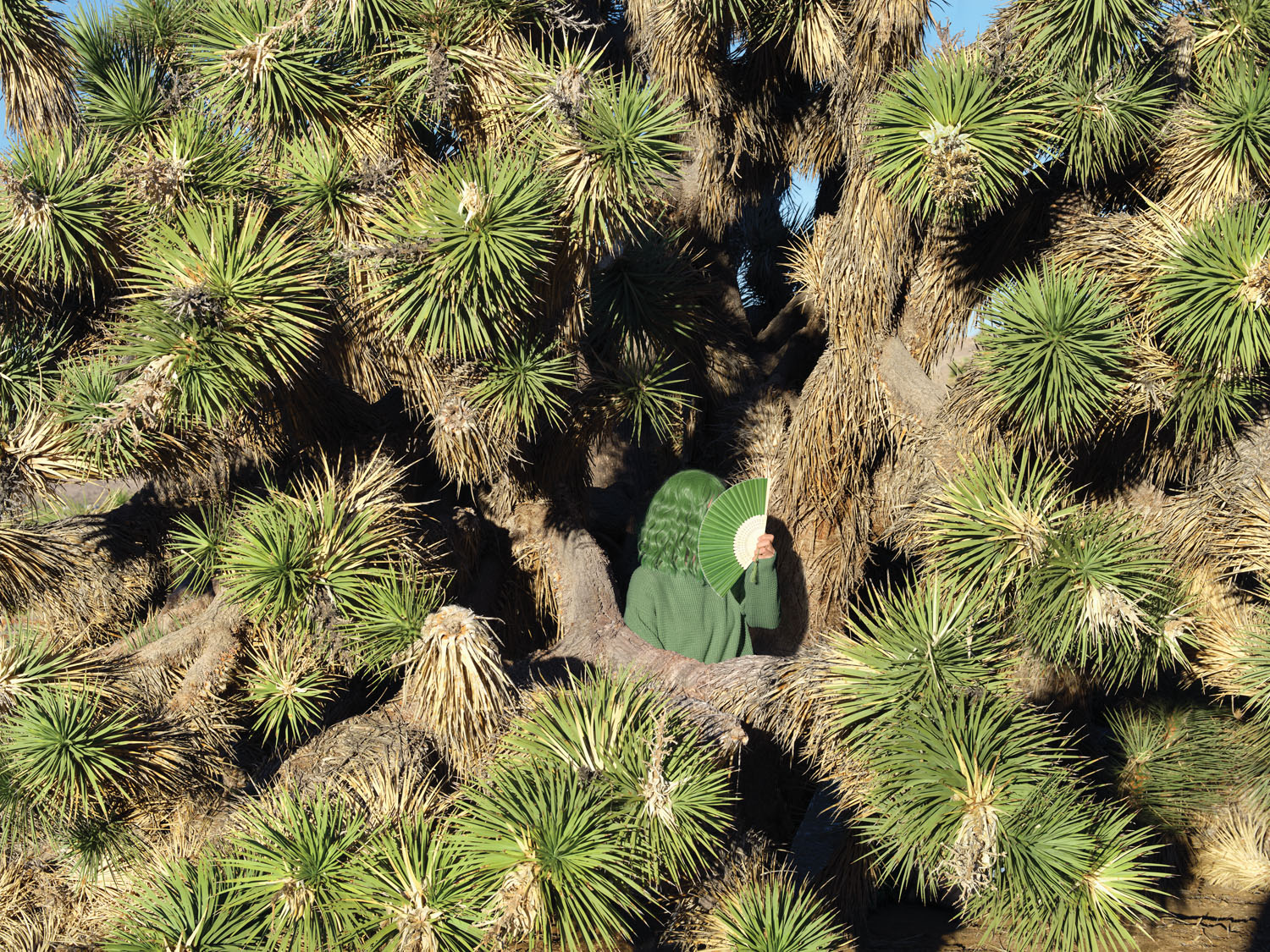 Yucca. Joshua Tree, CA, 2022.