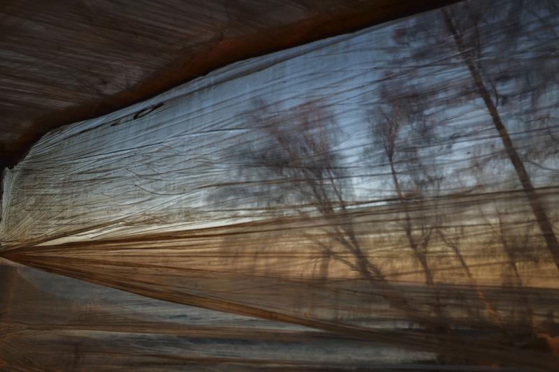 Blurry trees