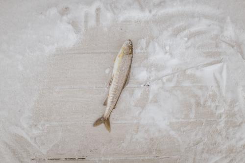 Fish lying on ground