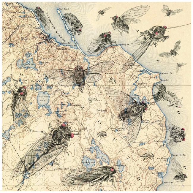 Map of Plymouth, Massachusetts, covered in drawings of cicadas with big, red eyes by Daniel Baxter.