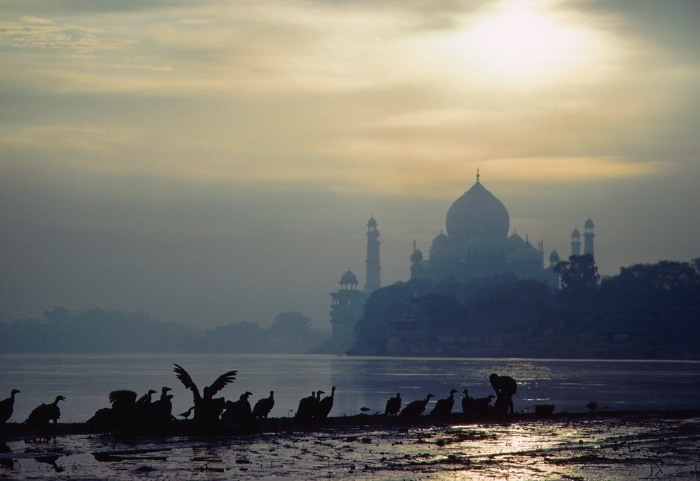 Before the recent species collapse, vultures were a vital part of India's sanitation, cleaning carcasses and, as here, scavenging human remains left at the ghats on the banks of rivers. 