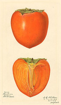 Hachiya persimmon, in <a href="http://www.nal.usda.gov/speccoll/collectionsguide/mssindex/pomology/miscfruits/childpages/96501.shtml">a 1919 watercolor by Amanda A. Newton</a>.