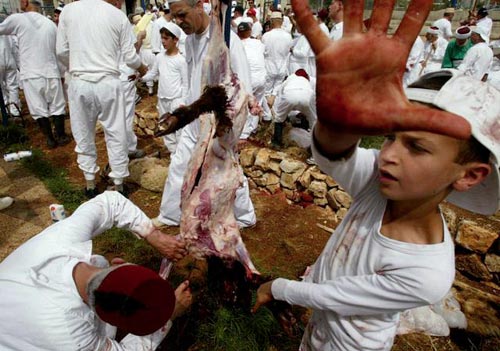 Samaritans perform their traditional slaughter of the Passover sacrifice ceremony at Mount Gerizim, north of the West Bank town of Nablus.