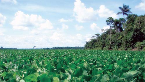 Soy Fields and Jungle