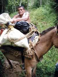 Man Loading Evidence onto a Donkey