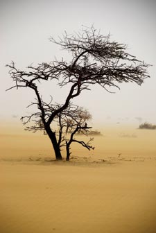 A spindly, bare tree grows from the desert sands.