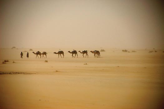 Two people lead a train of seven camels across the flat desert sands.