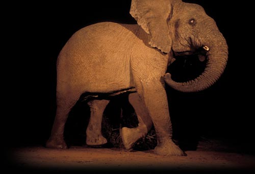 An elephant photographed at night. He's caught in mid-stride, two legs raised. His tusks are broken off. A lone flash illuminates him. Relative to the frame, he is enormous, too large even to fit within it.