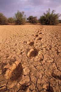 Baked-mud ground, thick with fissures, recedes into the distance, where a few scrubby trees stand. Enormous footprints have dried into the ground.