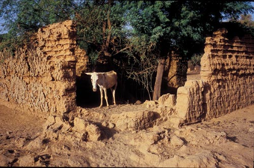 Ancient-looking walls define the footprint of a small structure. It has no roof, and a couple of trees grow within. An emaciated donkey stands within, perhaps seeking refuge in the shade. The inside can be seen only because the corner of the wall is missing, lumps on the ground indicating that it has collapsed, the components beginning to be reclaimed by the earth.