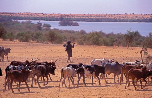 Skinny, hump-backed cattle follow a herder across a flat, dusty expanse. Ahead of them is a lake ringed by low trees.