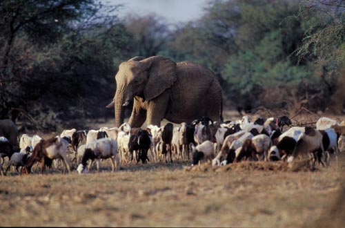 An elephant surrounded by, incongruously, dozens of goats. They all stand in a grassy clearing in a forest.