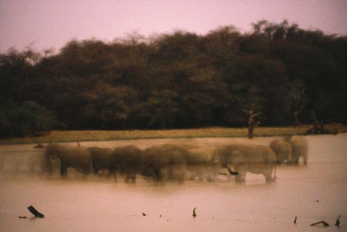 A time-lapse photo of a lake shows shadowy, blurry, ghost-like images of elephants as they move about in the water.