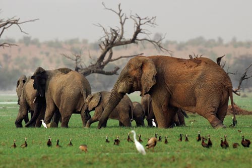 Half a dozen elephants walk through a marshy clearing. Nearby are dozens of duck-like birds, and a pair of snowy white egrets follow the elephants. Green grasses cover their feet.