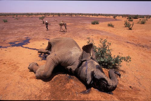 A dead elephant sprawls across the red, flat earth. Fluids leak from every orifice, wetting the dusty ground.