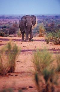 A distant elephant, with two nubbins of tusks, stares back at the photographer.