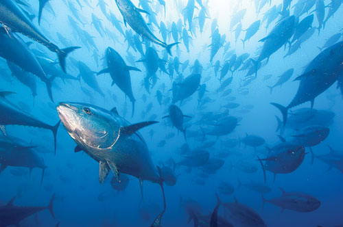 A school of bluefin tuna.
