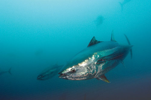 Bluefin tuna swimming in the ocean.