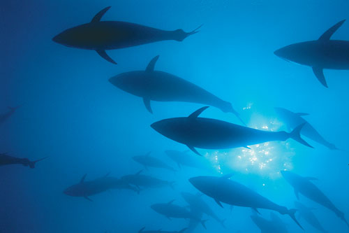 A school of bluefin tuna.