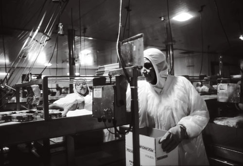 Workers at the Acuinova factory pack boxes of canned salmon for shipment around the world.