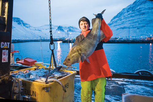 Pétur Jónsson separates out a large cod from smaller fish.