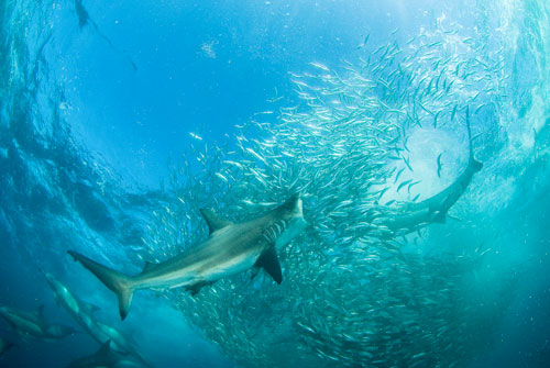A bronze whaler shark charges into a wild bait ball off South Africa's east coast during the annual sardine run.