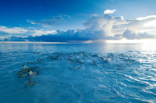 Reef sharks breaking the surface of the water at Aldabra Atoll.
