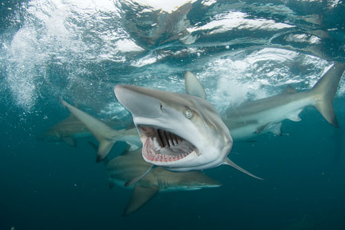 A blacktip shark gapes after swallowing a sardine.