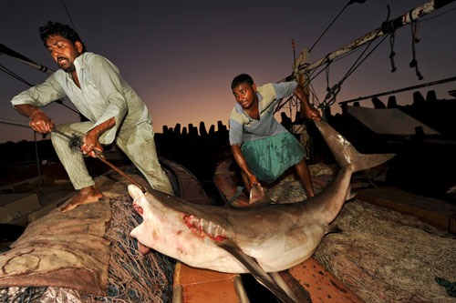 A mature female silky shark is offloaded from a fishing dhow in the Arabian Sea.
