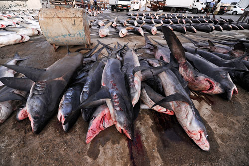 Piles of sharks lined up and awaiting auction on a dock off the Arabian Sea.