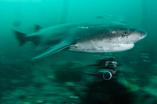 A diver marvels at a large broadnose sevengill shark at close range at Castle Rock Marine Reserve near Cape Town.
