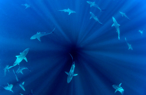 A circle of sharks swim in a formation like the numbers on a clock face.