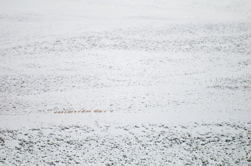 Pronghorn in a snowy field in western Wyoming beginning their migration south for the winter.