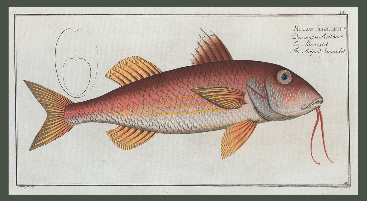 <i>Mullus Surmuletus, The Striped Surmulet</i>. (Courtesy Rare Book Division, The New York Public Library, Digital Collections.)