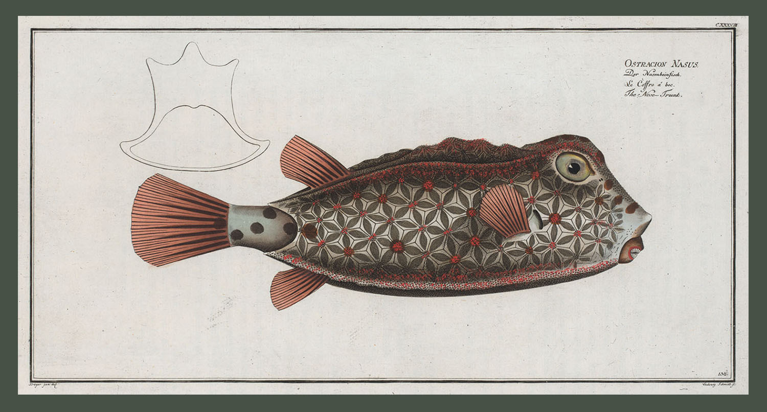 <i>Ostracion Nasus, The Nose-Trunk</i>. (Courtesy Rare Book Division, The New York Public Library, Digital Collections.)
