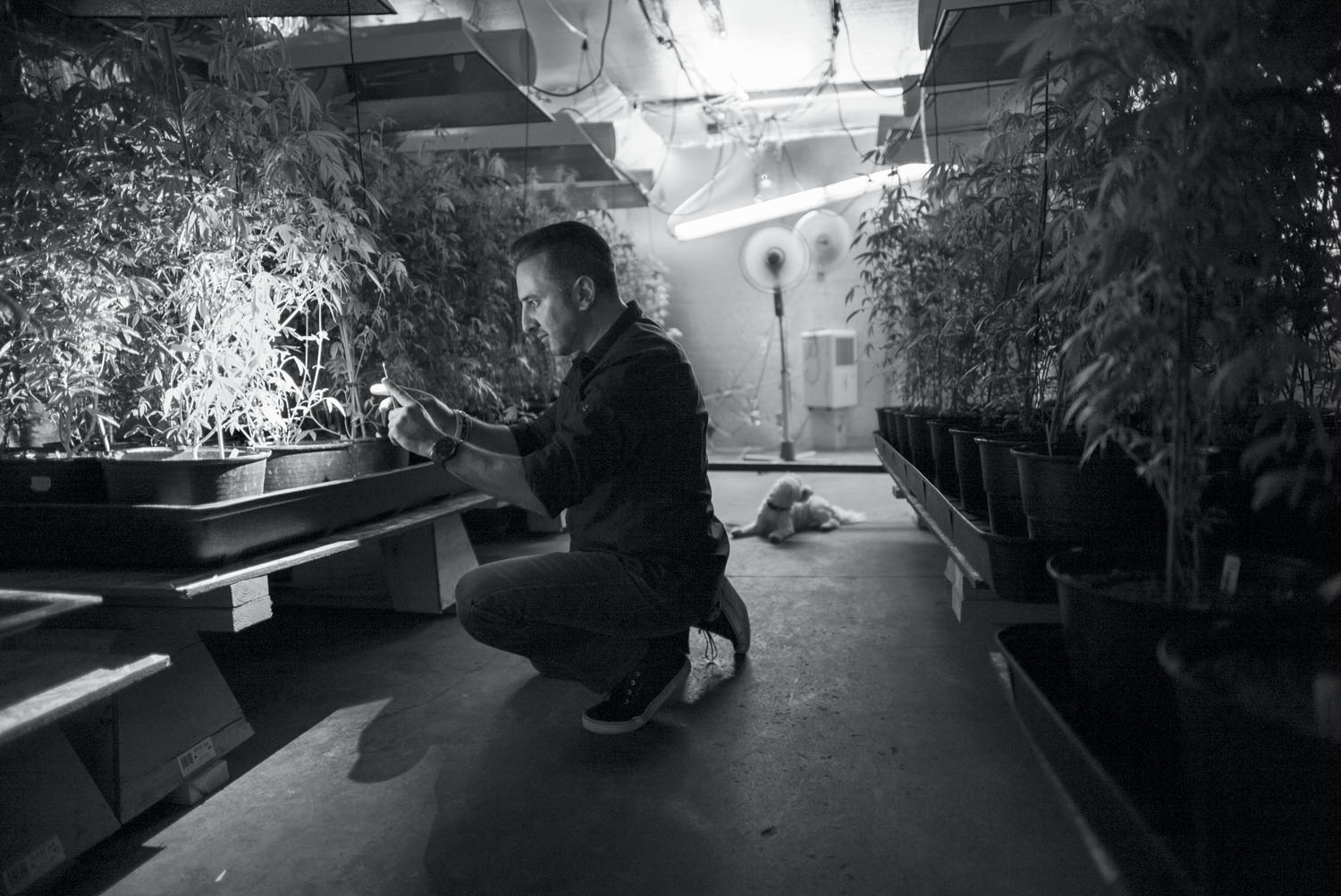 Ray Mirzabegian in his grow room. North Hollywood, CA, February 2015.