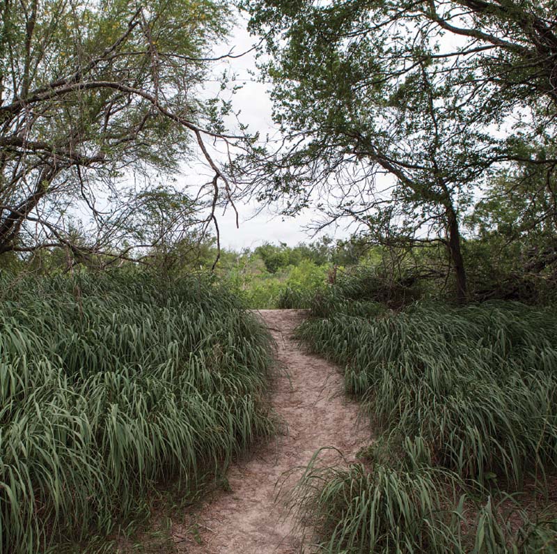 A well-worn path leading from the Rio Grande into the Santa Ana National Wildlife Refuge.