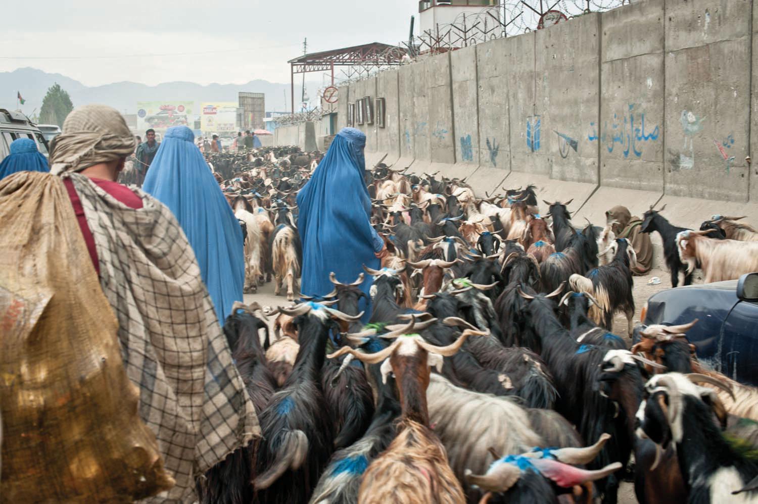 Afghan men and women herd a flock of hundreds of goats through the streets of downtown Kabul, past concrete blast walls protecting the Ministry of Finance.