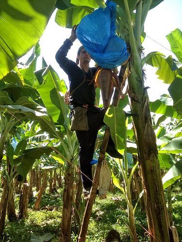 A worker on EARTH University's banana plantation in Costa Rica, which supplies Whole Foods with bananas. Photo by Kelsey Timmerman