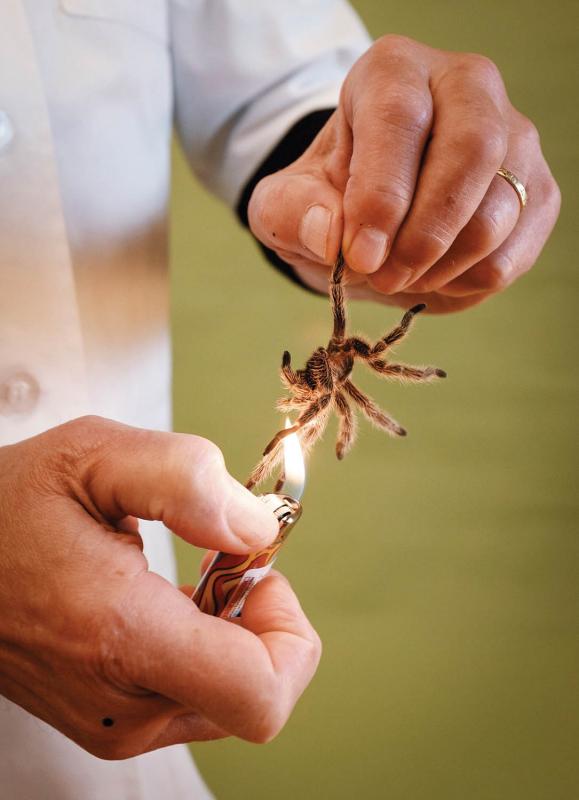 David George Gordon preparing scorpion. Photograph by Carol Hodge.