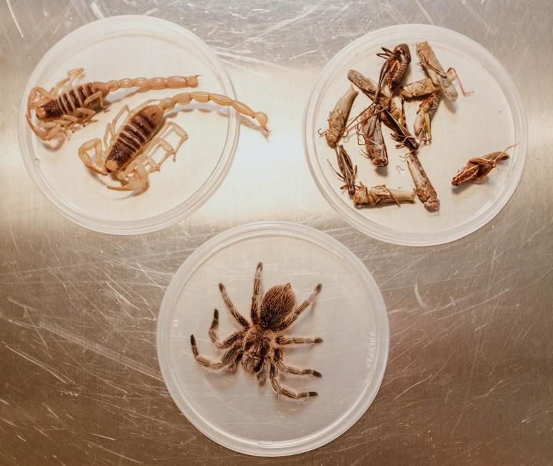 Cricket, scorpion, and tarantula. Photograph by Carol Hodge.