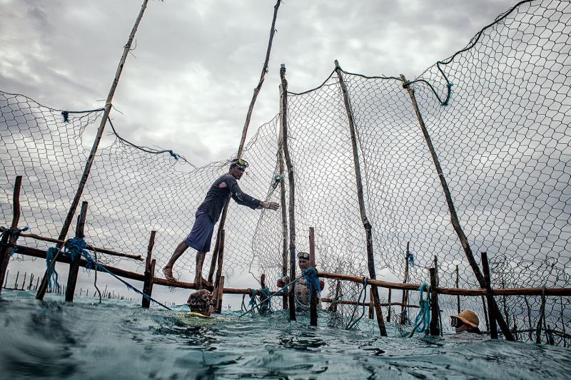 In Bitupitá, fishermen build underwater corrals with wood beams and steel fencing, setting them as far as seven miles offshore. Their work involves long days in almost any weather, with few tools other than nets and snorkeling gear.