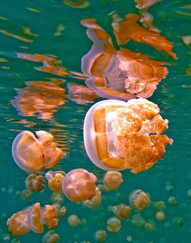 Jellyfish, Jellyfish Lake, Palau, 2009.