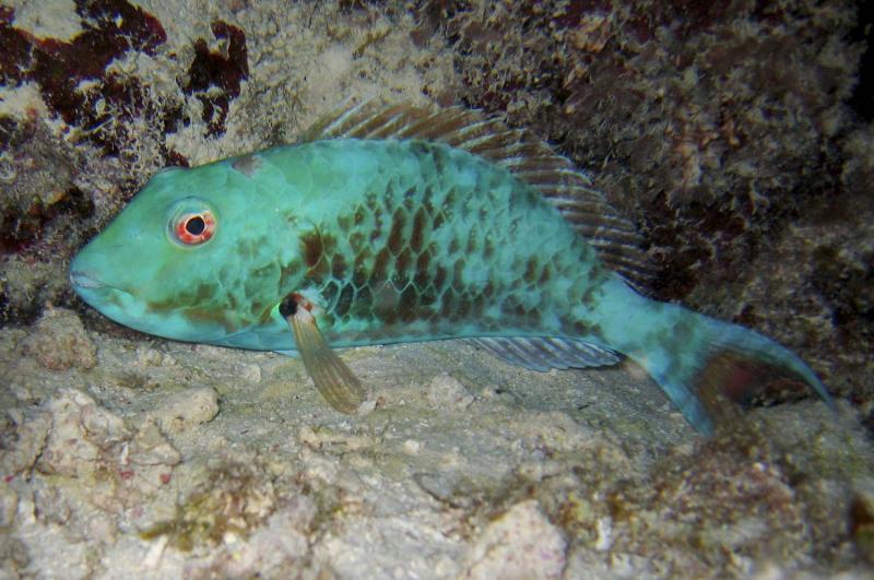 Parrotfish, Blackbird Caye, Belize, 2005.